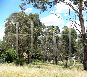 Picture of Eucalyptus melliodora 