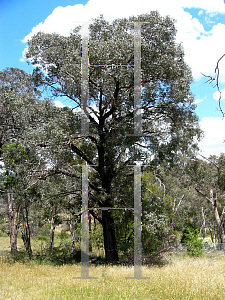 Picture of Eucalyptus polyanthemos 