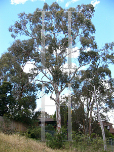 Picture of Eucalyptus rubida 