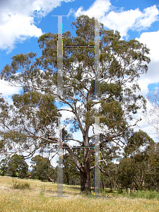 Picture of Eucalyptus viminalis 