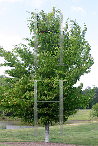 Picture of Fagus grandifolia 