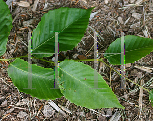 Picture of Fagus grandifolia 