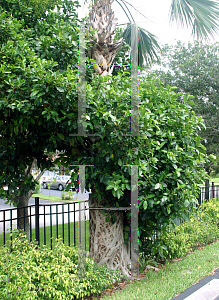 Picture of Ficus aurea 