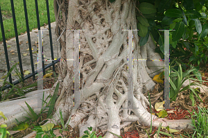 Picture of Ficus aurea 