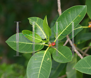 Picture of Ficus aurea 