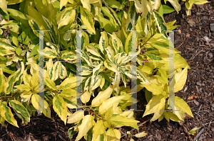 Picture of Forsythia giraldiana 'Golden Times'