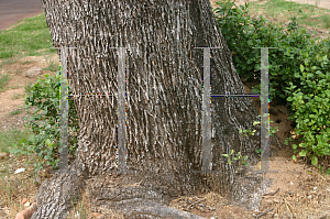 Picture of Fraxinus velutina 