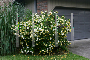 Picture of Gardenia augusta 