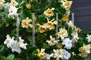 Picture of Gardenia augusta 