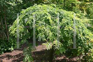 Picture of Gleditsia triacanthos f. inermis 'Emerald Kascade'