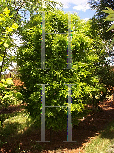 Picture of Gleditsia triacanthos 'Elegantissima'