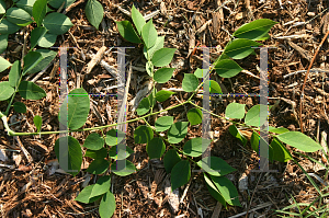 Picture of Gymnocladus dioicus 'Espresso'