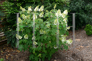 Picture of Hydrangea quercifolia 'Semmes Beauty'