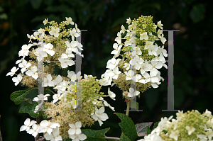 Picture of Hydrangea quercifolia 'Semmes Beauty'