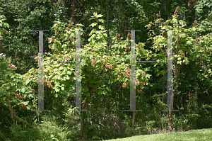 Picture of Hydrangea quercifolia 