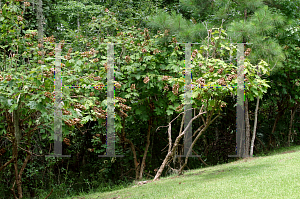 Picture of Hydrangea quercifolia 