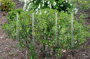 Picture of Ilex opaca 'Cape Cod'