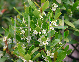 Picture of Ilex opaca 'Cape Cod'