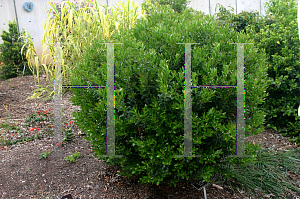 Picture of Ilex glabra 'Red Tip'