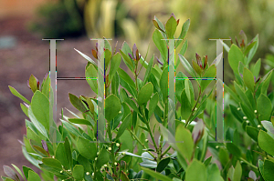 Picture of Ilex glabra 'Red Tip'