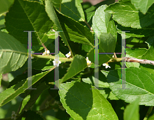 Picture of Ilex verticillata 'Tiasquam'