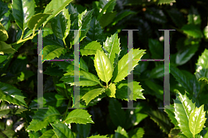 Picture of Ilex  'Mary Nell'