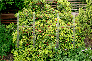 Picture of Illicium floridanum 