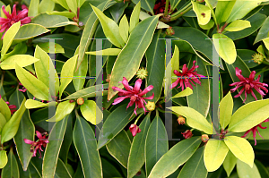 Picture of Illicium floridanum 