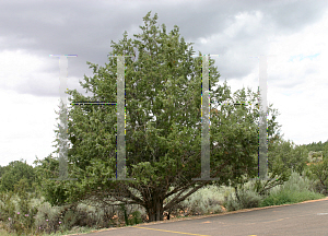 Picture of Juniperus osteosperma 