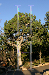 Picture of Juniperus osteosperma 