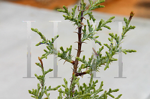 Picture of Juniperus osteosperma 