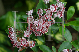 Picture of Kalmia latifolia 'Carousel'