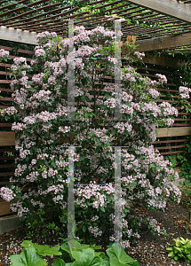 Picture of Kalmia latifolia 'Freckles'