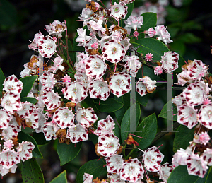 Picture of Kalmia latifolia 'Freckles'