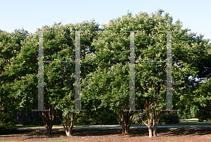 Picture of Lagerstroemia x 'Natchez'