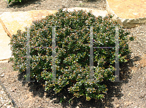 Picture of Lagerstroemia x 'Pocomoke'