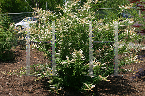 Picture of Ligustrum salicifolium 