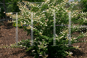 Picture of Ligustrum salicifolium 