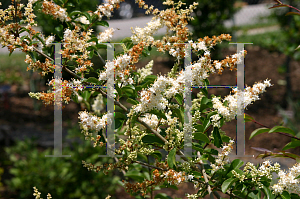 Picture of Ligustrum salicifolium 