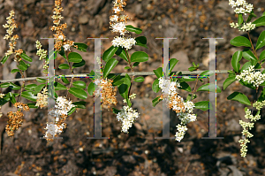 Picture of Ligustrum salicifolium 