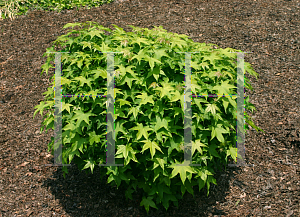 Picture of Liquidambar styraciflua 'Globe'