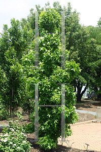 Picture of Liquidambar styraciflua 'Slender Silhouette'