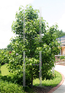 Picture of Liquidambar styraciflua 'Stared'