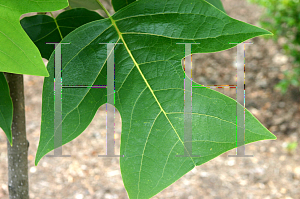 Picture of Liriodendron chinense 'J. C. Raulston'