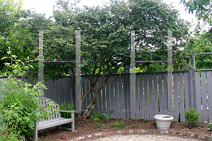 Picture of Loropetalum chinense var. rubrum 