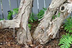 Picture of Loropetalum chinense var. rubrum 