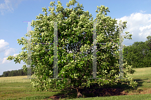 Picture of Magnolia acuminata 