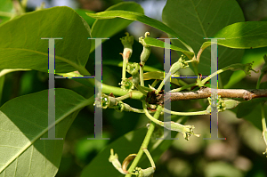 Picture of Magnolia acuminata 