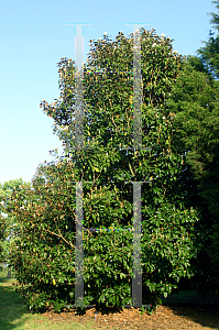 Picture of Magnolia grandiflora 'Bracken's Brown Beauty'