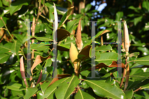 Picture of Magnolia grandiflora 'Bracken's Brown Beauty'